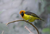 Black-necked weaver