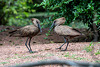 Hamerkop