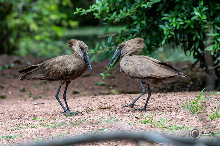 Hamerkop