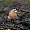 Chaffinch