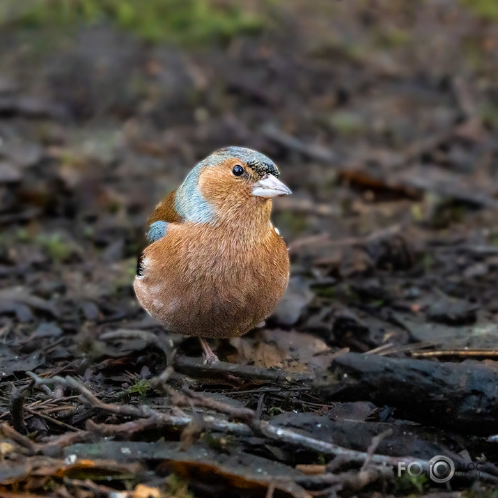 Chaffinch