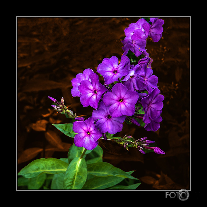 Phlox