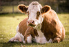 Govs ēd zaļu zāli