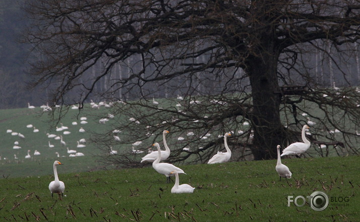 rudens migrācija.