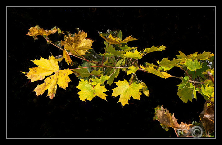 rudens