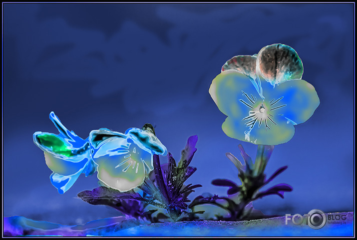 nenosauktas pukites naktī