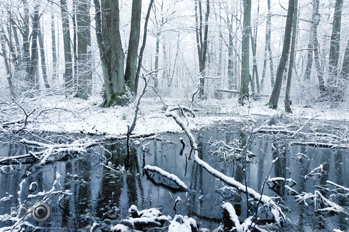 Mangaļsalas purviņā.