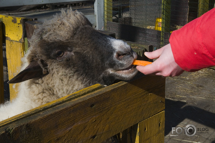 mini ZOOdārzā Imantā pie kustoņiem