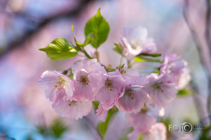 Sakuras zied...