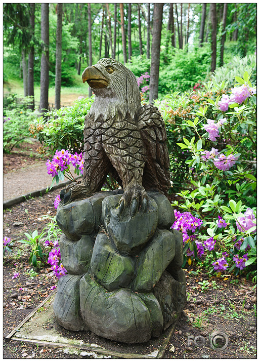 Rododendri Priekuļos