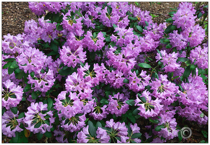 Rododendri Priekuļos