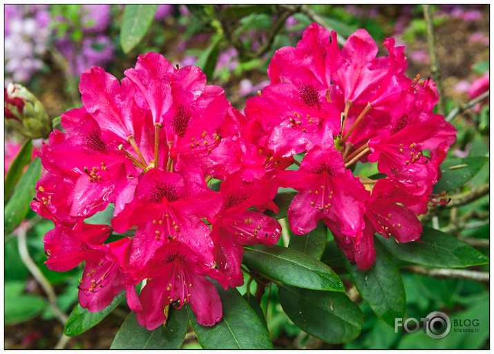 Rododendri Priekuļos