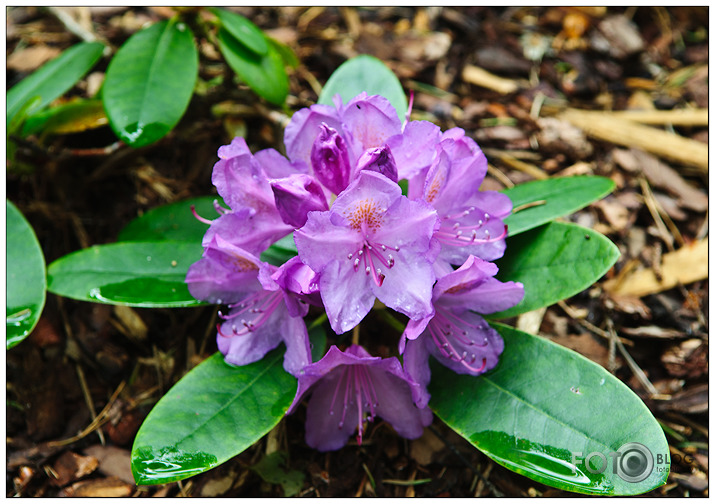 Rododendri Priekuļos