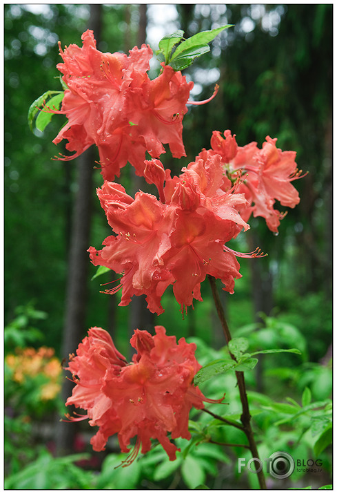 Rododendri Priekuļos