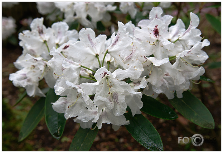 Rododendri Priekuļos