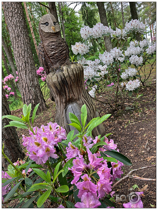 Rododendri Priekuļos