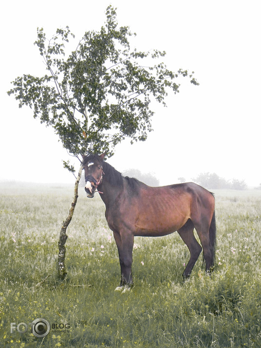 Rīta dūmakā.