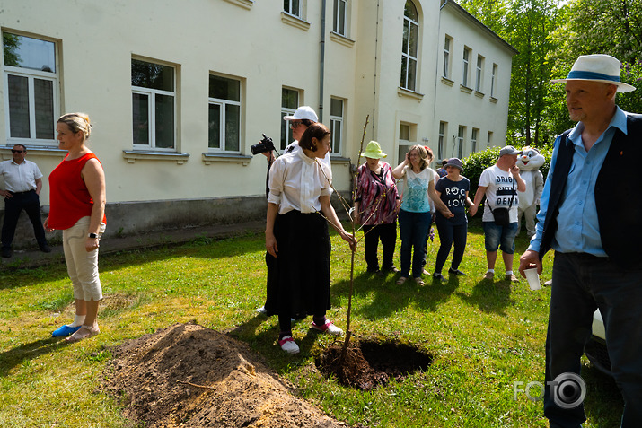 Kokstāde Putnu ielā