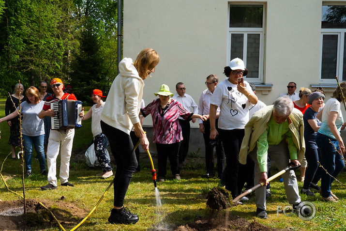 Kokstāde Putnu ielā