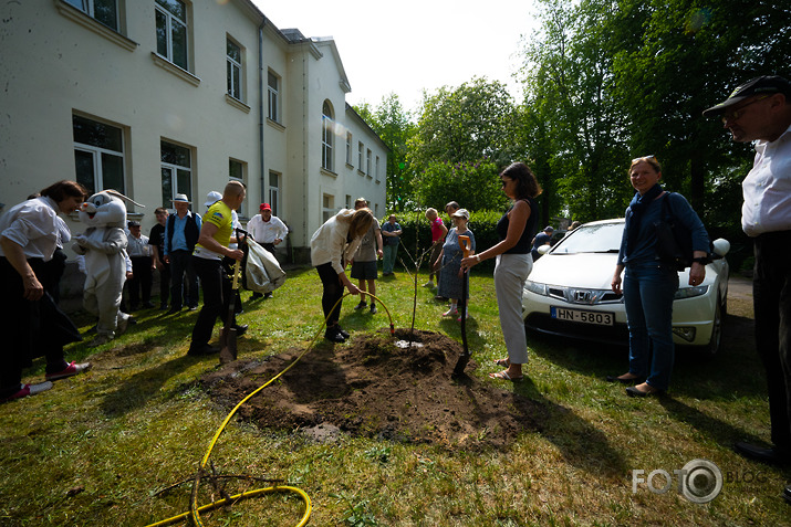 Kokstāde Putnu ielā