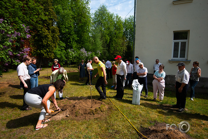 Kokstāde Putnu ielā