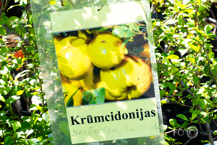 kokstāde Kurmenē