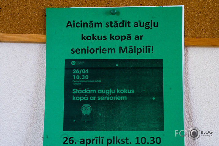 kokstāde Mālpilī