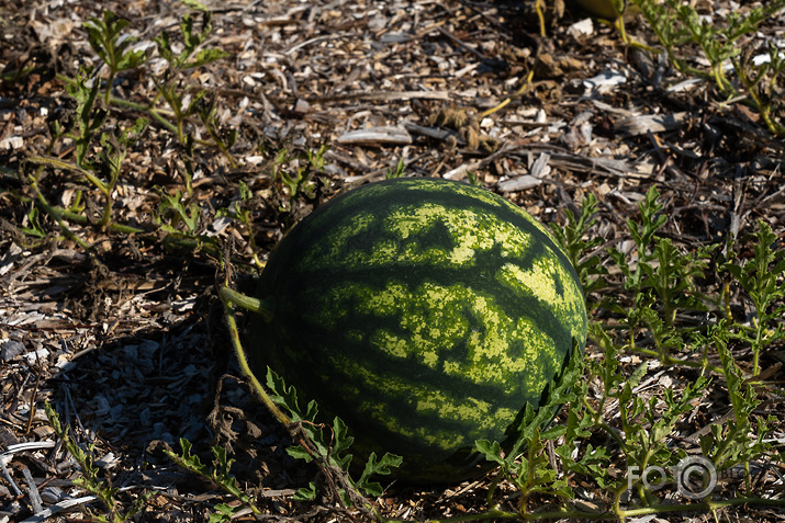 koncerts Lantes muiižā par godu Haraldam Sīmanim 