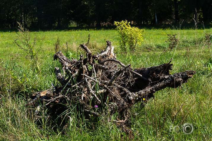 koncerts Lantes muiižā par godu Haraldam Sīmanim 
