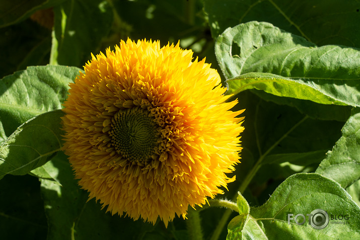 koncerts Lantes muiižā par godu Haraldam Sīmanim 