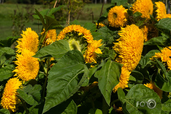 koncerts Lantes muiižā par godu Haraldam Sīmanim 