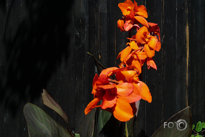 koncerts Lantes muiižā par godu Haraldam Sīmanim 