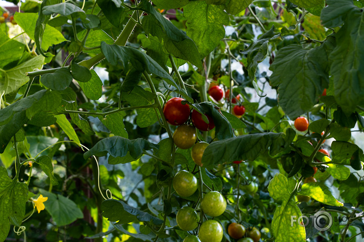 koncerts Lantes muiižā par godu Haraldam Sīmanim 