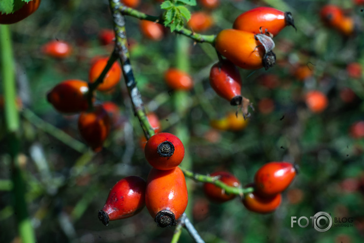 koncerts Lantes muiižā par godu Haraldam Sīmanim 