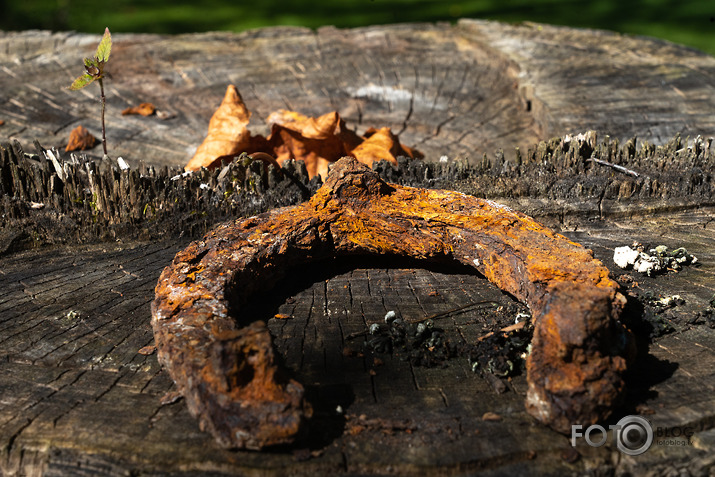 koncerts Lantes muiižā par godu Haraldam Sīmanim 