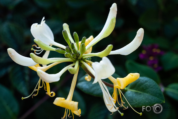 koncerts Lantes muiižā par godu Haraldam Sīmanim 