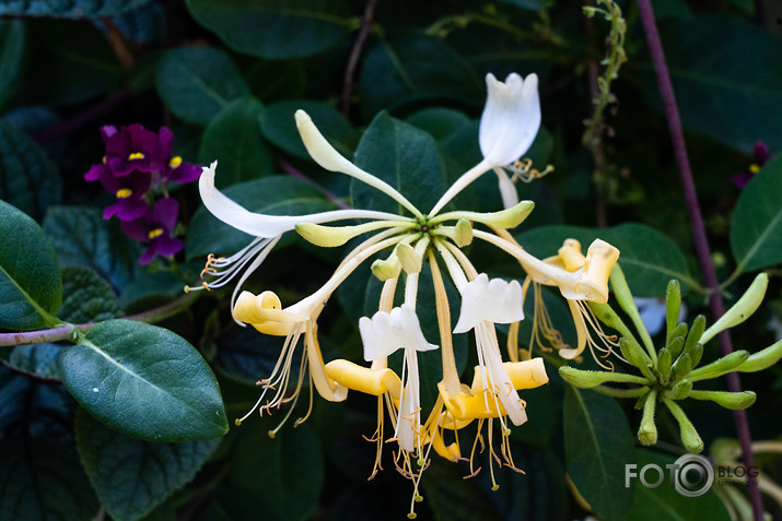 koncerts Lantes muiižā par godu Haraldam Sīmanim 