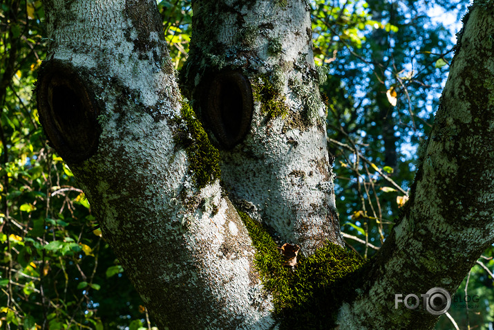 koncerts Lantes muiižā par godu Haraldam Sīmanim 