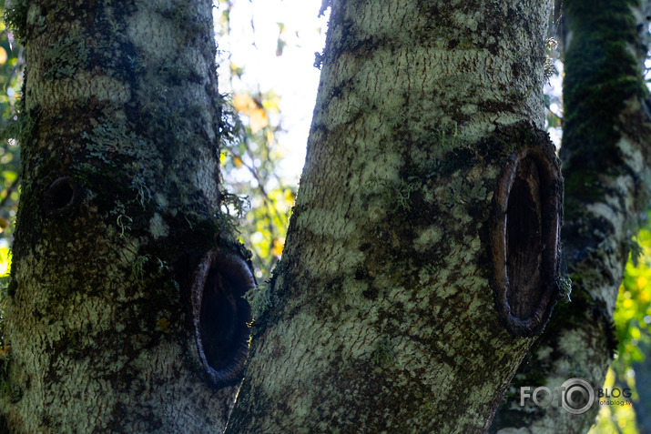 koncerts Lantes muiižā par godu Haraldam Sīmanim 