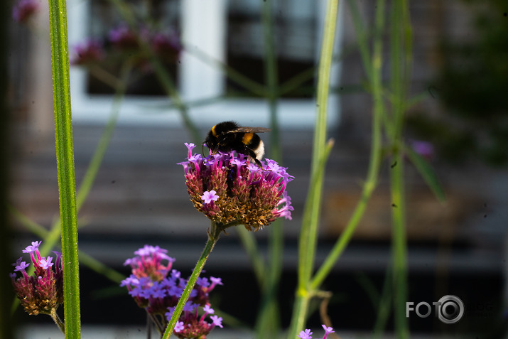 koncerts Lantes muiižā par godu Haraldam Sīmanim 