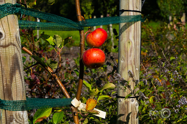 koncerts Lantes muiižā par godu Haraldam Sīmanim 