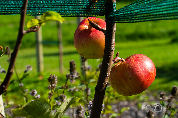 koncerts Lantes muiižā par godu Haraldam Sīmanim 