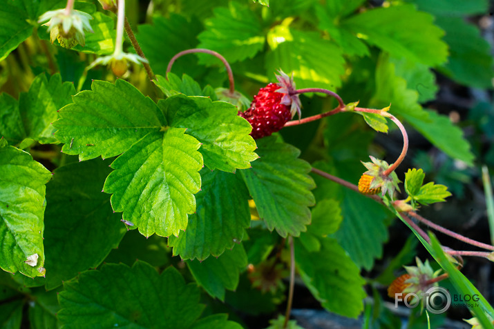 koncerts Lantes muiižā par godu Haraldam Sīmanim 