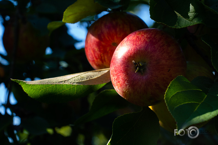 koncerts Lantes muiižā par godu Haraldam Sīmanim 