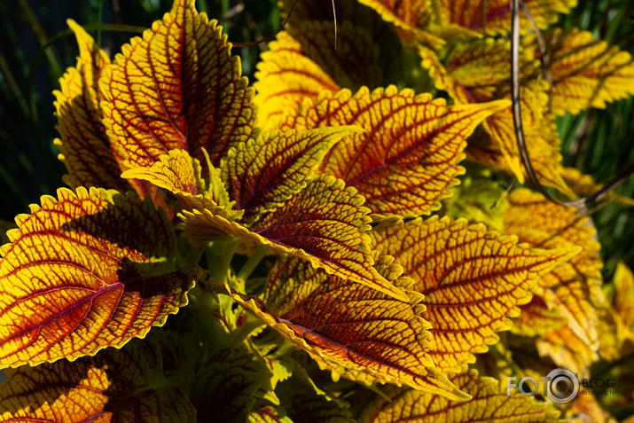 koncerts Lantes muiižā par godu Haraldam Sīmanim 