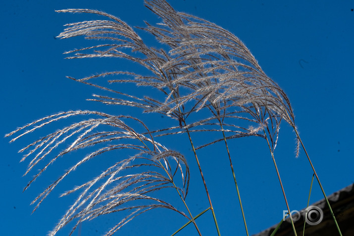 koncerts Lantes muiižā par godu Haraldam Sīmanim 