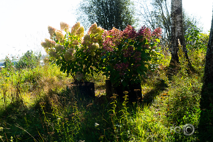 koncerts Lantes muiižā par godu Haraldam Sīmanim 