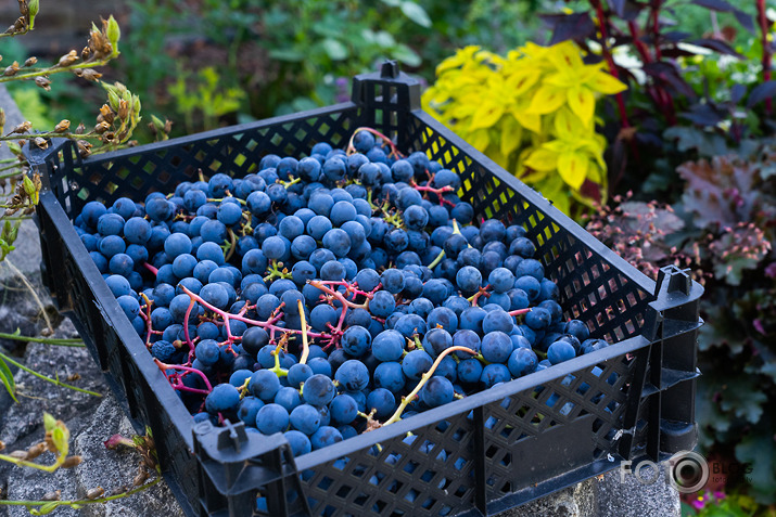koncerts Lantes muiižā par godu Haraldam Sīmanim 