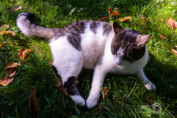 koncerts Lantes muiižā par godu Haraldam Sīmanim 