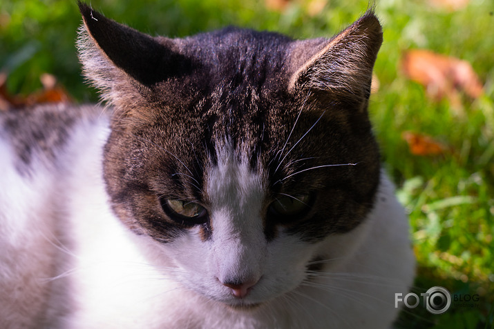 koncerts Lantes muiižā par godu Haraldam Sīmanim 